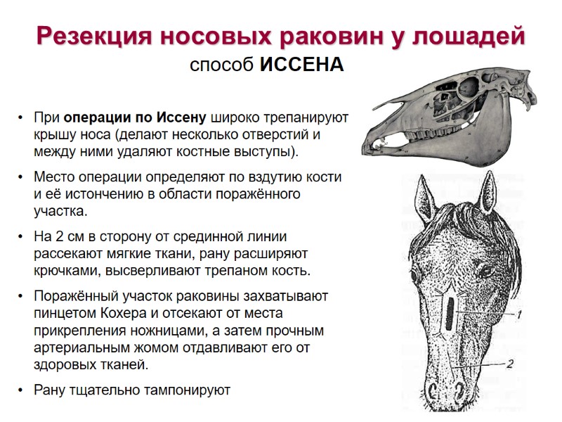 Резекция носовых раковин у лошадей способ ИССЕНА При операции по Иссену широко трепанируют крышу Резекция носовых раковин у лошадей способ ИССЕНА При операции по Иссену широко трепанируют крышу
